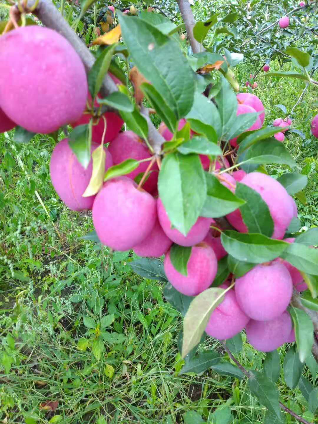 �ƶ�����3118��(�й���)���¹ٷ���վ